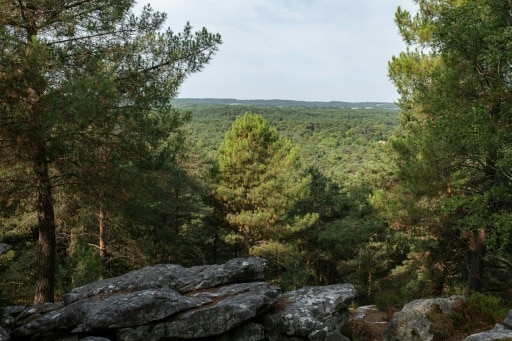 forêt fontainebleau
