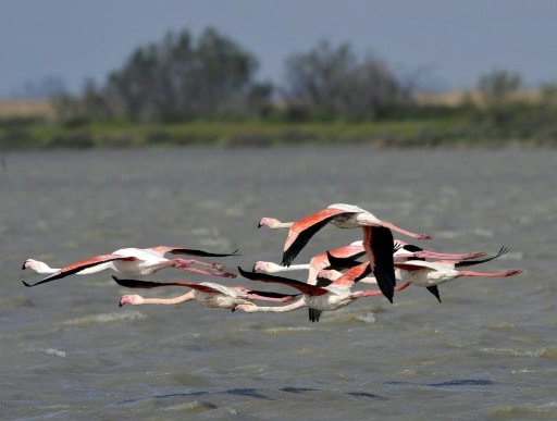 flamants roses vielissement migrateurs vs sedentaires