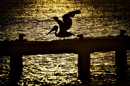 Guadeloupe oiseaux tropicaux