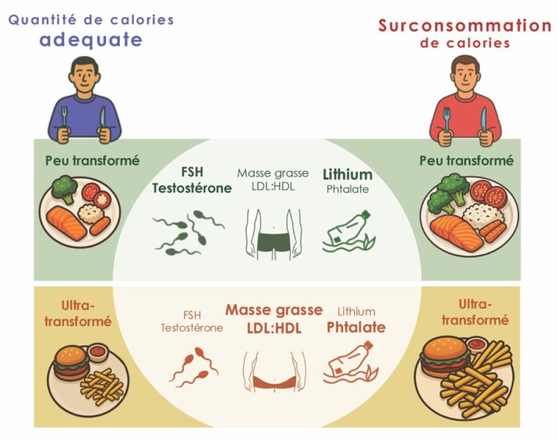 effets santé" aliments ultra-transformés ultra-transformation sperm gemete males pertubratuer endoctrineisn