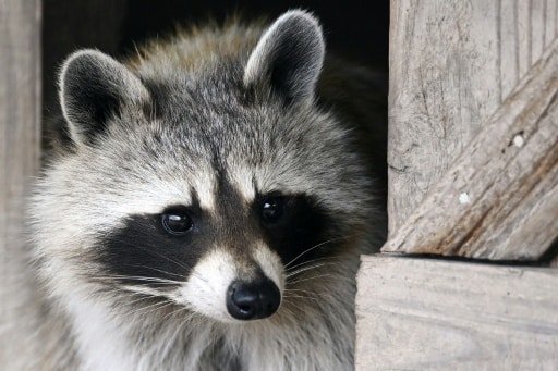 raton laveur progression