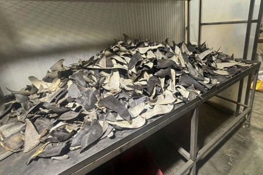 perou aileron de requins