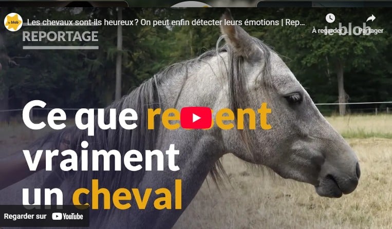 Livre 'Understanding Horses' Par Garda Langley - Bon état - En Anglais