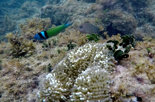 disparition coraux caraibes