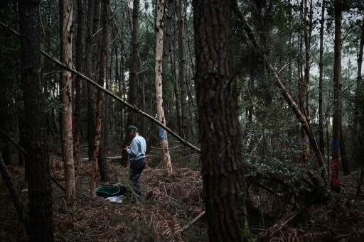 nenatode du pin indemnisation