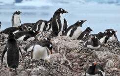 manchots antarctique