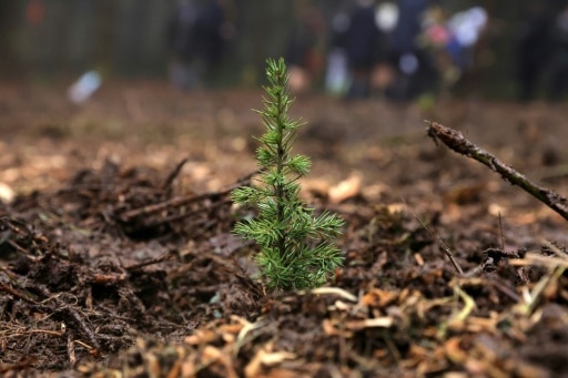 la joux graine foret françaises secherie