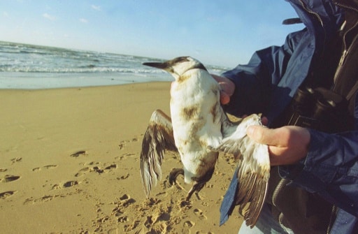 bretagne pétrole oiseaux erika maréee noire