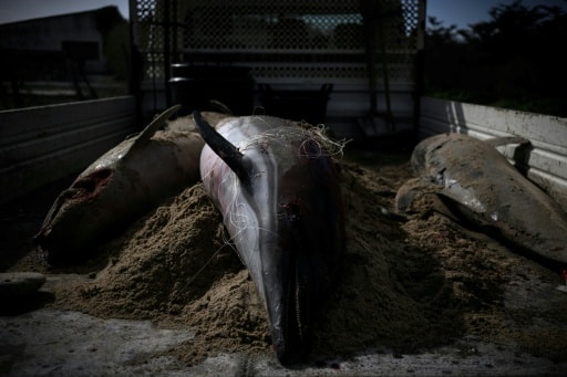 dauphins filet de peche