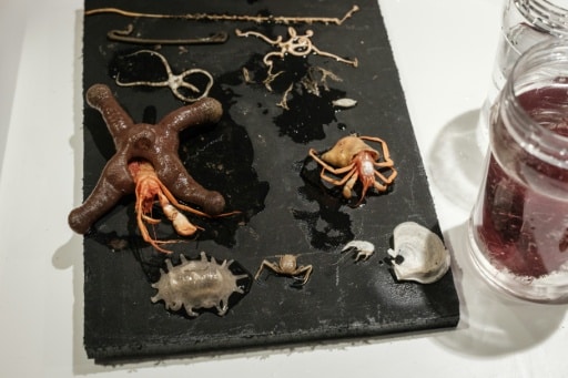 especes sous-marines