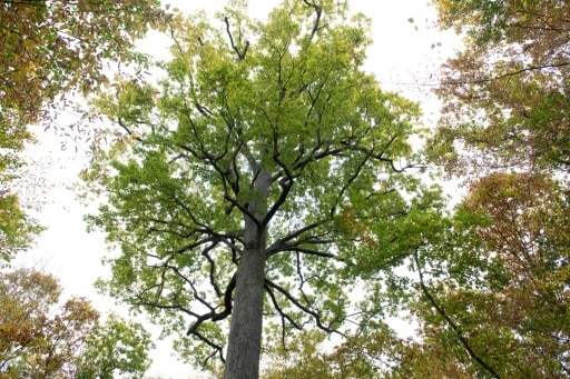 chênes survivant changement climatique Antoine Kremer