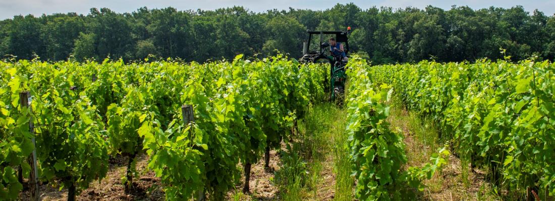 viticulture pesticide