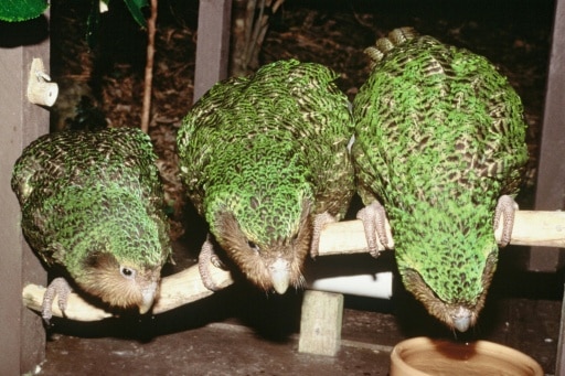 kakapo nouvellle zelande