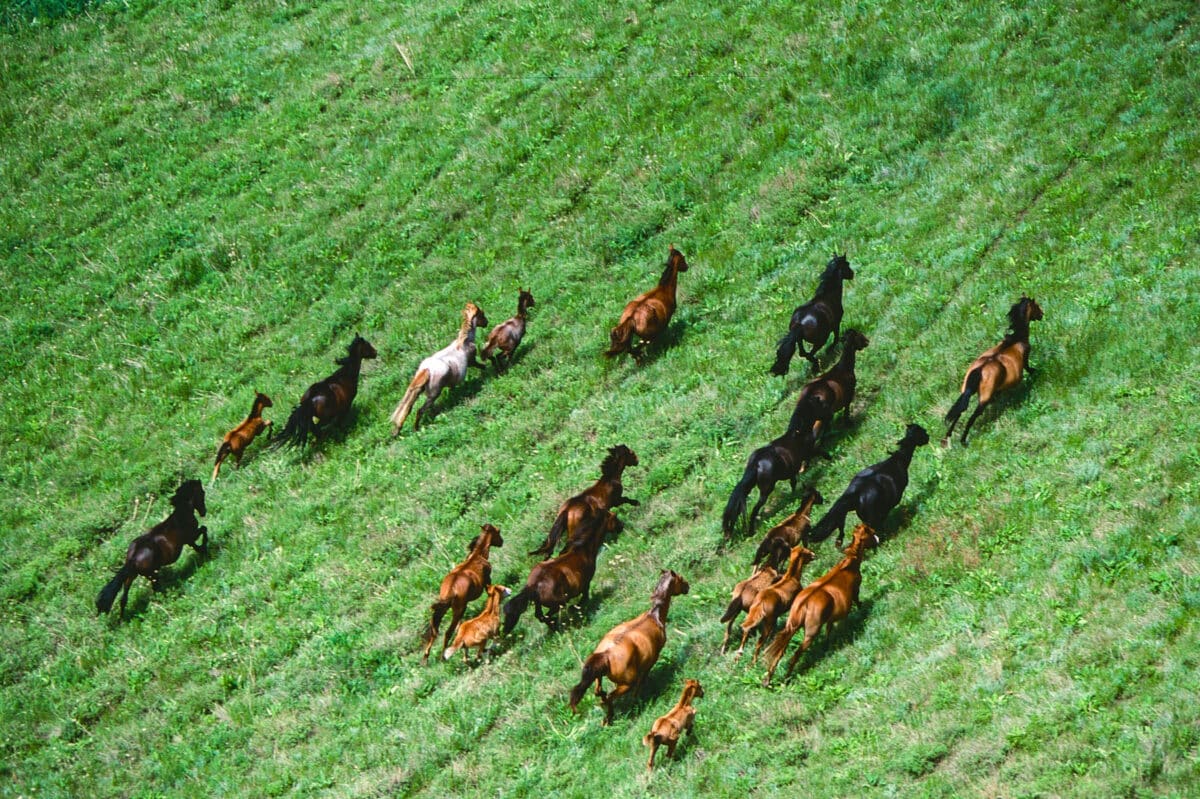 chevaux