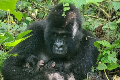 gorillas congo