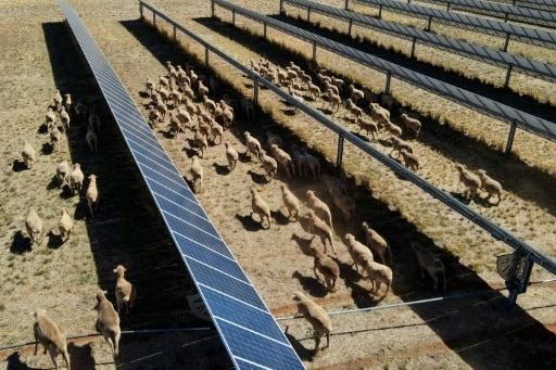 Des moutons déambulent parmi des panneaux solaires dans l'exploitation de Tom Warren, près de la ville australienne de Dubbo, à environ 400 kilomètres à l'ouest de Sydney, le 19 janvier 2026 © AFP Gregory Plesse