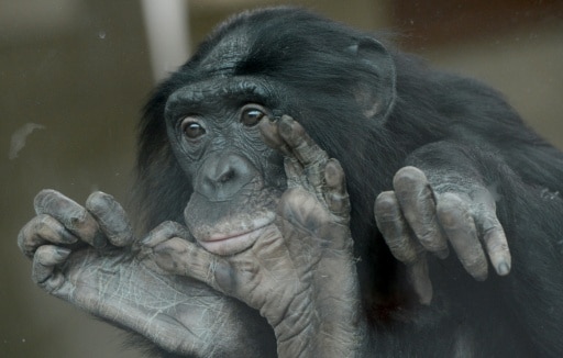 bonobo agressif pacifique