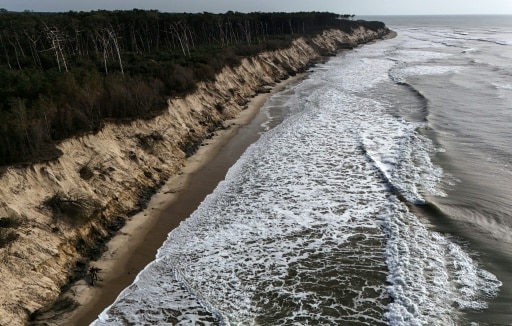 charentes plage arbres