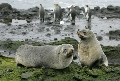 Deux otaries des Kerguelen sur l'île de la Possession, dans l'archipel des Crozet (Terres australes et antarctiques françaises), le 01 juillet 2007
© AFP/Archives MARCEL MOCHET