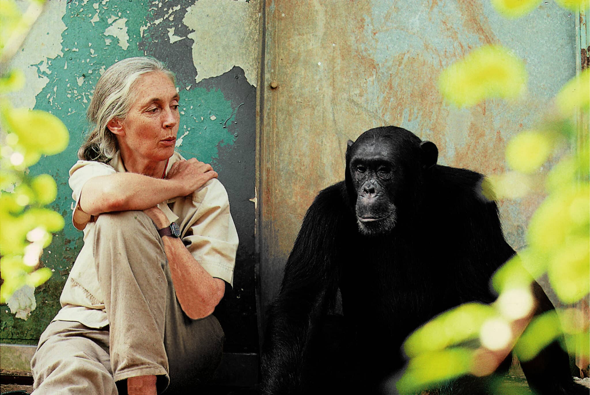 Six mois après sa disparition, l’héritage de Jane Goodall